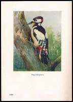 Vertse Albert: A kert madárvilága. Dr. Csörgey Titusz, Vezényi Elemér és Nécsey István festményeivel...