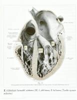 Lozsádi Károly: De Corde. Szíveskönyv. A szív a régiek hitében és művészetében. Bp., 2004., Medicina...