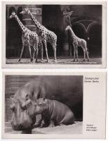 ÁLLATOK - 10 db modern + 1 régi képeslap / ANIMALS - 10 modern + 1 pre-1945 postcards