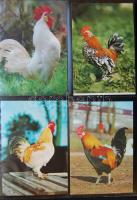 SZÁRNYASOK ÉS NYULAK / POULTRY AND  RABBITS 70 modern képeslap albumban / 70 modern postcards in album