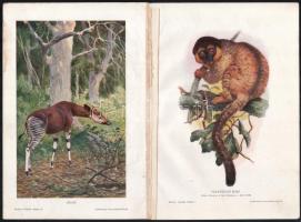 cca 1900 10 db színes nyomat Brehm állatok világából 30x21 cm