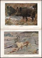 cca 1900 10 db színes nyomat Brehm állatok világából 30x21 cm
