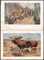 cca 1900 10 db színes nyomat Brehm állatok világából 30x21 cm