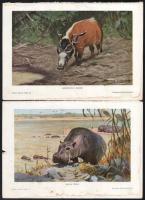 cca 1900 10 db színes nyomat Brehm állatok világából 30x21 cm