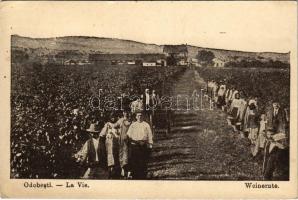 Odobesti, La Vie / Weinernte / grape harvest, vineyards (EK)