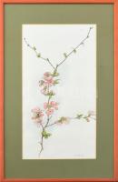 Kovács Julianna (1947-): Sakura cseresznyefavirág. Akvarell, tus, papír, jelzett, üvegezett keretben, 48x22 cm