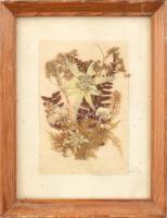 Szárított havasi gyopárral készített kép, kissé kopott, üvegezett fa keretben, külső méret: 22x17 cm