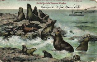 San Francisco, seals and selarocks (EK)