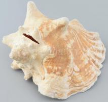 Nagyméretű sisakcsiga tengeri csigaház sérült 23x20 cm