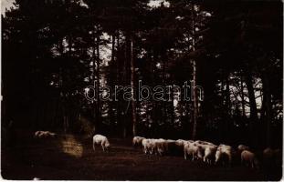1913 Lugos, Lugoj; birkanyáj / flock of sheep. photo