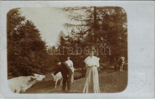 1908 Moraván, Morovan, Moravany nad Váhom (Nyitra); szarvasmarha etetés az erdőben / hikers feeding cattle in the forest. photo (EK)