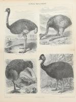 140 db illusztráció (állat- és növényvilág, biológia) a Pallas Nagy Lexikonából, 30x24 cm