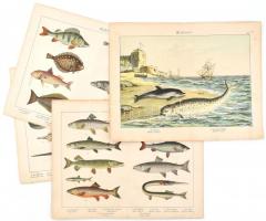 Vegyes élővilágos metszet tétel, rajta halakkal, tengeri emlősökkel, 12 db, színes litográfiák, 32x42 cm