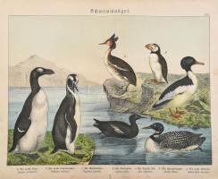 Vegyes élővilágos metszet tétel, rajta madarakkal, 12 db, színes litográfiák, közte szakadt, foltos,...