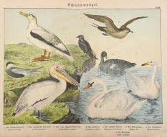 Vegyes élővilágos metszet tétel, rajta madarakkal, 12 db, színes litográfiák, közte szakadt, foltos,...