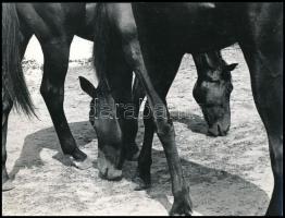 1974 Ifj. Koltai Antal: Legelésző lovak, feliratozott vintage fotóművészeti alkotás, 18x24 cm
