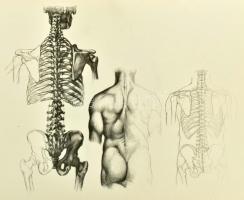 Barcsay Jenő: Művészeti anatómia. Bp.,1953, Művelt Nép Könyvkiadó. Első kiadás. Kiadói egészvászon-k...