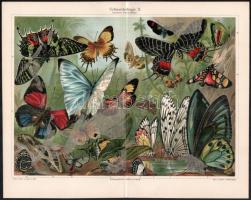 cca 1900 Állatok 8 db litografált tábla 31x25 cm