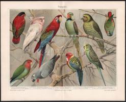 cca 1900 Állatok 8 db litografált tábla 31x25 cm