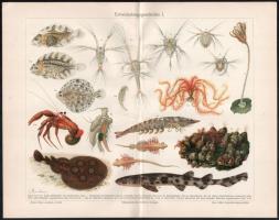 cca 1900 Állatok 8 db litografált tábla 31x25 cm