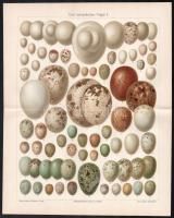 cca 1900 Állatok 8 db litografált tábla 31x25 cm