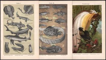 cca 1900 Állatok 10 db dekoratív litho tábla 24x15 cm