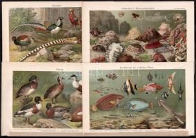 cca 1900 Állatok 10 db dekoratív litho tábla 24x15 cm