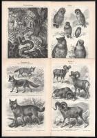 cca 1900 Állatok 16 db fametszetű tábla 24x15 cm