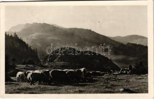 1944 Csíki-havasok, Muntii Ciucului; Csángó pásztor. Andory Aladics Zoltán mérnök felvétele / Transylvanian folklore, shepherd (EK)