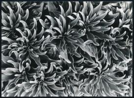 Vegetáció Wonke Rezső jelzetlen vintage fotóművészeti alkotása 12x16 cm