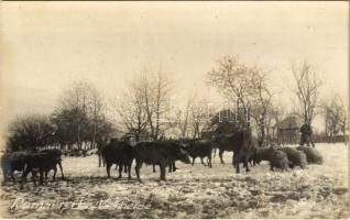 Rumanische Viehherde / Román szarvasmarha csorda télen / Romanian folklore, cattle herd in winter. photo