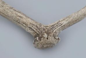 Dámszarvas agancs, h: 41 cm
