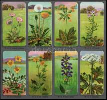 Stühmer. Növénytani képek. C album. Bp., é.n. Zahler Breuer. 6-6 levélen, 48-48 beragasztott, színes...