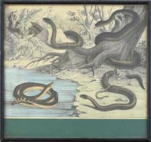 cca 1850-1900 Kígyók. Színezett metszet, papír, jelzés nélkül. Sérült. Üvegezett fa keretben. 26,5x35,5 cm