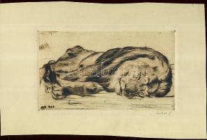 Spitner S. jelzéssel; Alvó oroszlán; rézkarc; szignált 30x19 cm