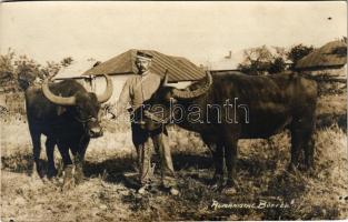 1917 Rumänische Büffel / Román bivalyok / Romanian folklore, buffaloes (fl)