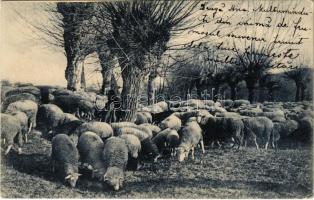 Bárányok és pásztor / Sheep shepherd