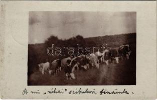 1910 Szépbokor, Szibukor, Szijbokor (Osgyán, Ozdany); tehén csorda / herd of cows. photo