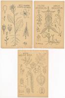9 db RÉGI megíratlan grafikai képeslap; Dr. Méhes Gyula: Természetrajzi Levelezőlapok, jó minőségben...