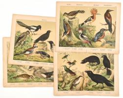 cca 1880-1890 madarak (seregély, pacsirták, szarkák, varjak, stb.). 4 db német nyelvű metszet. Színes litográfia, papír. Jelzés nélkül. Részben szakadásokkal, kissé foltos. Lapméret: 32,5x42 cm