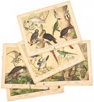 cca 1880-1890 madarak (papagályok, harkályok, bagoly, sólymok, stb.). 5 db német nyelvű metszet. Színes litográfia, papír. Jelzés nélkül. Sérült, szakadásokkal, kissé foltos. Lapméret: 33x42 cm
