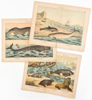 cca 1880-1890 Tengeri állatok (bálnák, fókák). 3 db német nyelvű metszet. Színes litográfia, papír. Jelzés nélkül. Sérült, szakadásokkal, kissé foltos. Lapméret: kb. 33x42 cm