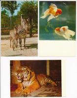 18 db MODERN kínai képeslap állatokkal / 18 modern Chinese postcards with animals