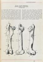 Háziállatok anatómiájának atlasza. Szerk.: Kovács Gyula. Munkatársak: Guoth Gyula, Glósz László. Agr...