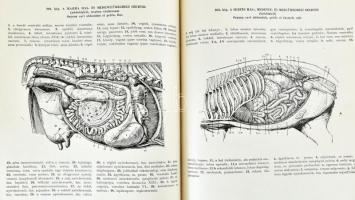 Háziállatok anatómiájának atlasza. Szerk.: Kovács Gyula. Munkatársak: Guoth Gyula, Glósz László. Agr...