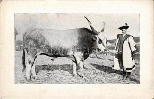 Magyar szürke szarvasmarha / Hungarian Grey cattle