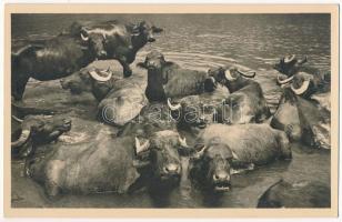 1939 Nagyszeben, Hermannstadt, Sibiu; Bivoli in apa / Büffelschwemme / bivalyok / buffalos