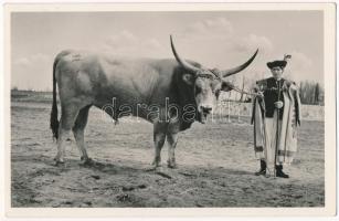 A puszta dísze, ökör / Hungarian folklore, ox