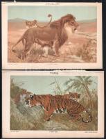 cca 1900 Állatok (egypúpú teve, gorilla, elefánt stb.) és növények, 10 db nyomat a Pallas Nagy Lexik...