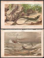 cca 1900 Állatok (egypúpú teve, gorilla, elefánt stb.) és növények, 10 db nyomat a Pallas Nagy Lexik...